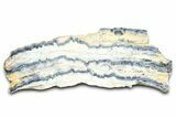 Mammoth Molar Slice With Case - South Carolina #377761-1
